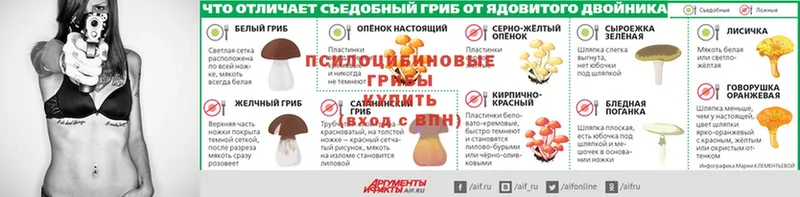 Псилоцибиновые грибы Psilocybe  Бабушкин 